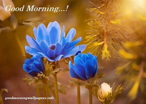 Blue Flower Good Morning Images Best Collection 2023