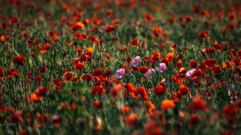 459753 Colorful Red Flowers Nature Outdoors Plants Poppies