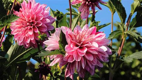 Beautiful Nature Wallpaper With Hd Picture Of Pink Dahlia Flowers In