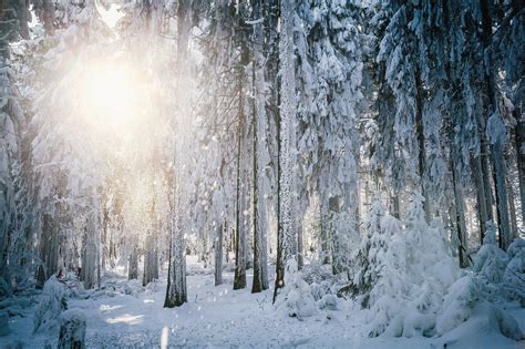 Sun Frost Winter Forest Trees Snow Background Hd Desktop Wallpaper