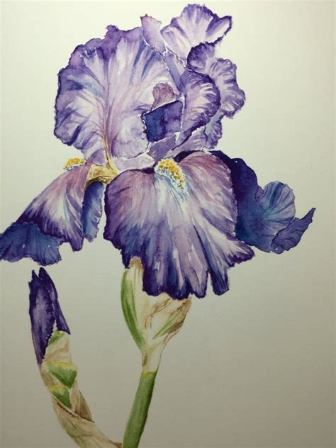 Watercolor Purple Iris 2 Etsy Iris Art Iris Drawing Watercolor