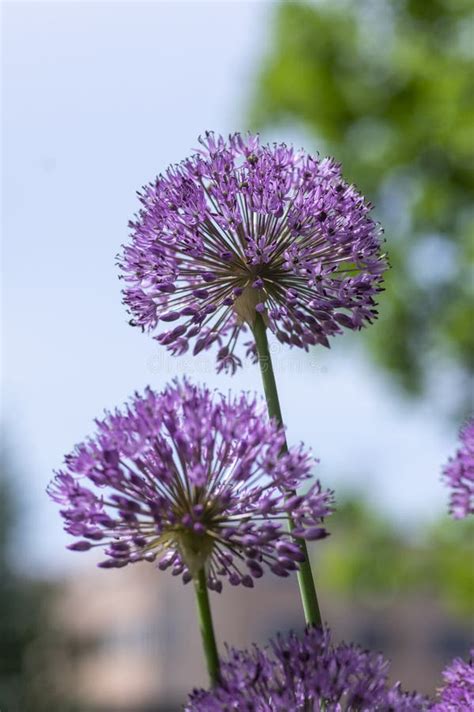 Allium Hollandicum Persian Onion Dutch Garlic Purple Sensation