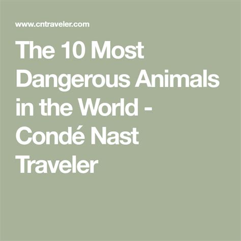 The Most Dangerous Animals In The World Dangerous Animals Animals Of