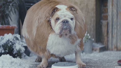 Find over 100+ of the best free fat dog images. ′Fat-shaming′ in German supermarket ad? | News | DW | 21 ...
