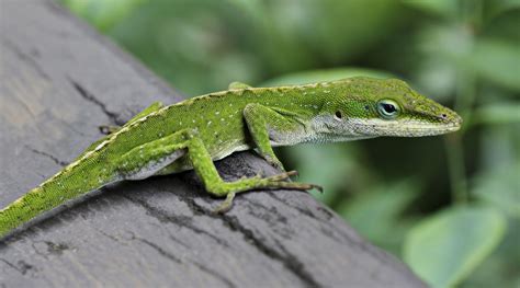 Green Anole Lizard Anolis Carolinensis On Railing In Hilo Hawaii By