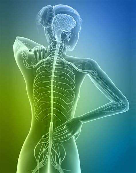 In ms , the immune system attacks the protective sheath (myelin) that covers nerve fibers and causes communication problems between your brain and the rest of your body. Multiple Sclerosis Chiropractic - Begin Within