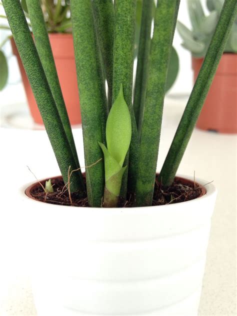 Maybe you would like to learn more about one of these? New shoots on cylindrical snake plant | Snake plant ...
