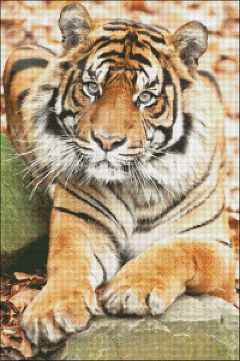 Baby Tiger Counted Cross Stitch Patterns Printable Chart Etsy Australia
