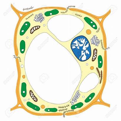 Cell Plant Biology Clipart Cells Clip Structure