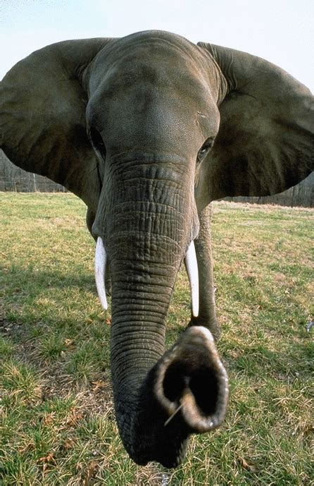 Female elephants are called cows, and the. Comparative Anatomy - The African EleFund