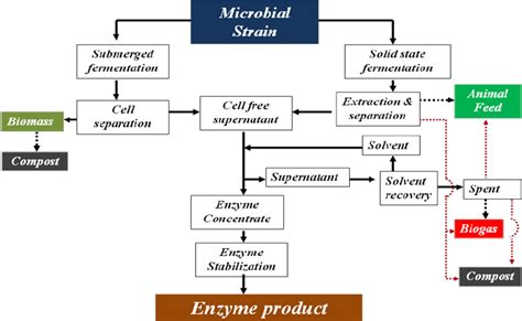 Industrial Production Of Amylase Enzyme
