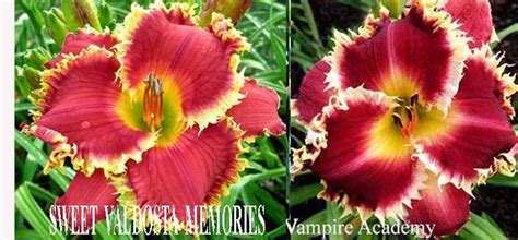 Daylilies, robert selman, 2014 daylily introductions, blooming auction, blue ridge daylilies. the Lily Auction - The Fun Daylily Marketplace | Day ...