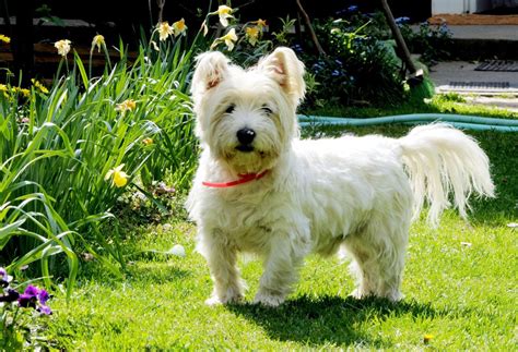 West Highland White Terrier Dog Breeds Breed Information Mad Paws