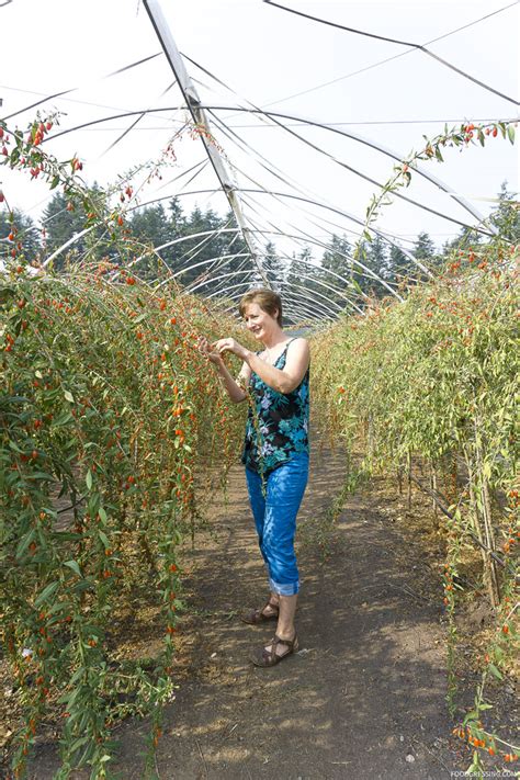 I explain the health benefits of the berries. Visit to Aldergrove's U-Pick Goji Berry Farm - Gojoy ...