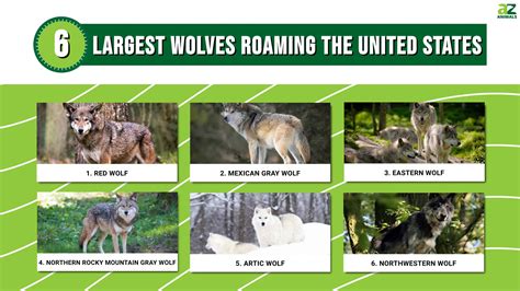 Discover The 6 Largest Wolves Roaming The United States A Z Animals