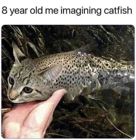The Best Catfish Memes Memedroid