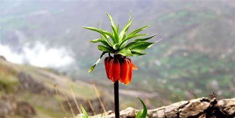 Our expert staff can guide you in selecting the. La fleur de la liberté des montagnes du Kurdistan ...