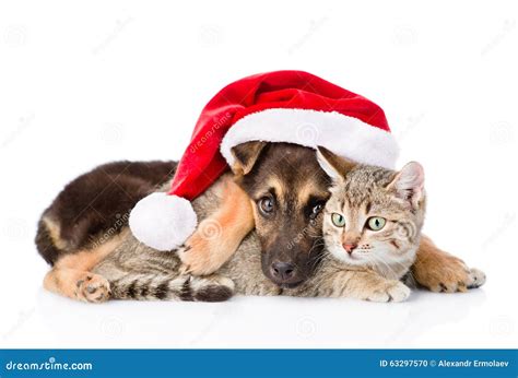 Cat And Dog With Santa Claus Hat Isolated On White Background Stock
