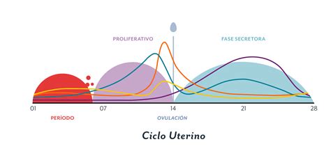 Conoce Todas Las Fases De Tu Ciclo Menstrual Ciclo Menstrual Ciclo My