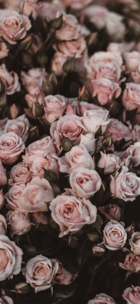 49+ Beautiful Rose iPhone Wallpaper (HD Quality)