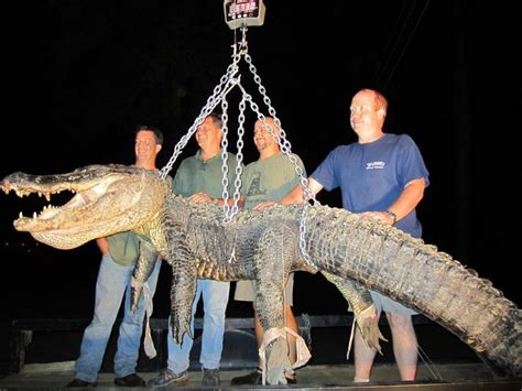 Check Out This 13 Foot Alabama Alligator Catch Season Continues