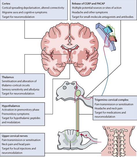 The Pathophysiology Of Migraine Implications For Clinical Management