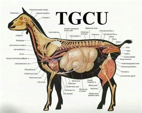 Goat Anatomy - Large, good quality images of the complete anatomy
