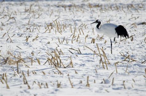 Red Crowned Crane On A Snowy Meadow Stock Photo Image Of Snowy
