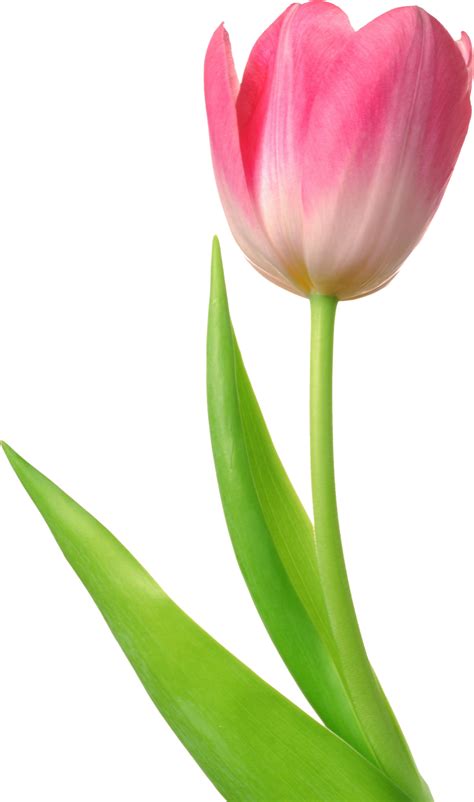 Tulip Png Image Tulips Flowers Tulips Images Tulips Art