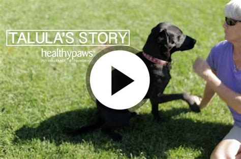 Compare pet insurance policies for your cat or dog. Pet Insurance Reviews | Healthy Paws Pet Insurance