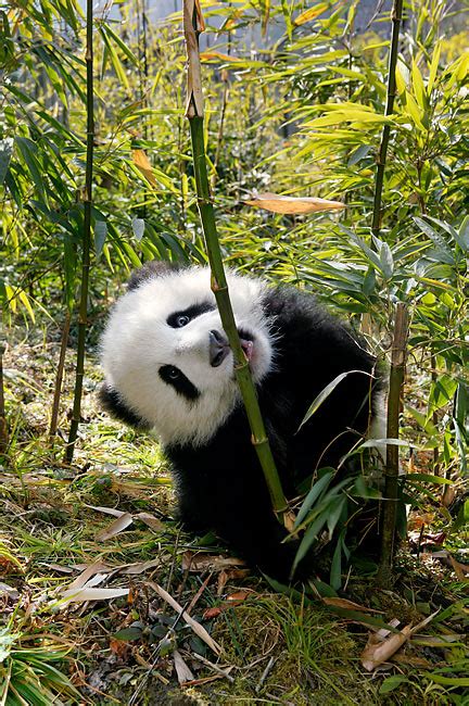 Giant Panda Cub Sitting Eating Bamboo Shoot Kimballstock