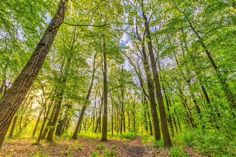 Beautiful Forest Path As Panorama Background Bright Green Leaves