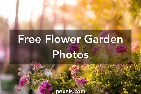 Free Stock Photos Of Flower Garden · Pexels
