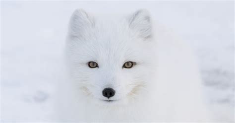 Record Breaking Arctic Fox Walks More Than A Marathon A Day To Reach
