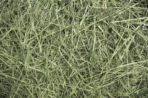 Understanding Hay Quality Even ‘good Hay Can Have Bad Things In It