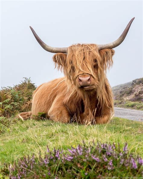 Highland Coo Scotland Highland Cow Painting Highland Cow Art Scottish