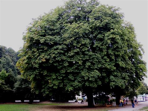90.000 stichwörter und wendungen sowie 120.000 übersetzungen. Ein Baum ist ein Baum - und kein Schrank
