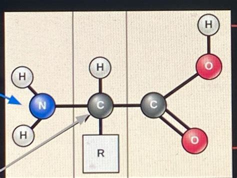 Chapter 3 Macromolecules Flashcards Quizlet