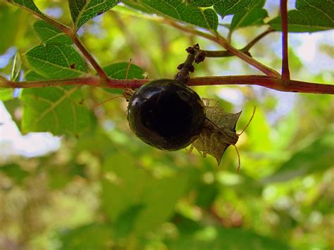Muscadine grapes and bunch grapes are the two types of grapes that grow well in florida. PURE FLORIDA: Tame Grapes, Wild Grapes, NonGrapes