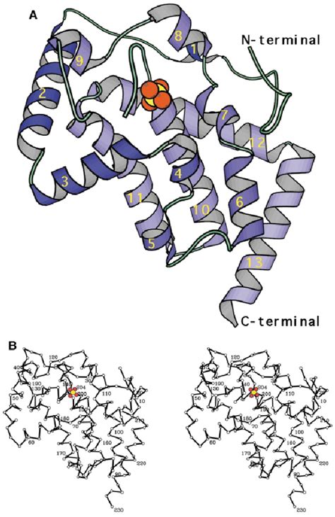 A polypeptide is a longer, continuous, unbranched peptide chain of up to approximately fifty amino acids.3 hence, peptides fall under the broad chemical classes of biological polymers and oligomers. Polypeptide chain trace in EB-NSAP from residue 7 to 230 ...