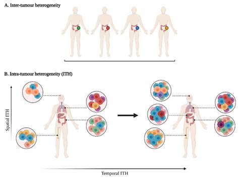 Cancers Free Full Text Deciphering Tumour Heterogeneity From
