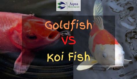 Koi Vs Goldfish Whats The Difference Aqua Movement