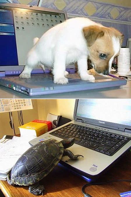 7 Funny And Geeky Animals Using Computers Techeblog