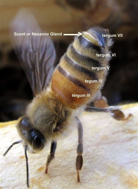 Bienen zu halten bedeutet verantwortung zu übernehmen bienen lassen sich domestizieren, aber niemals zähmen. Bienen Im Garten Halten Frisch Honey Bee Worker Showing ...