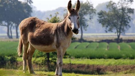 Best Donkeys For Milk Riding Pack And Pets
