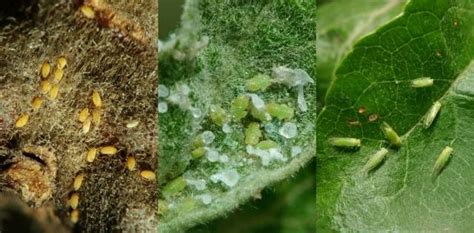The interior flesh is segmented and varies in color from pale yellow to dark pink. Pests and diseases of fruit trees and shrubs - Garden - 2021