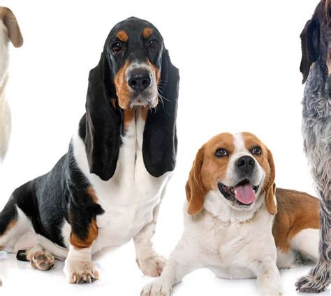 Beagle Vs Basset Hound What Are The Differences Ultimate Pet Nutrition