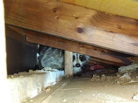How Barrie Wildlife Control Removes Raccoons Under Deck?