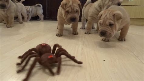 Video Shar Pei Puppies Vs Robot Spider Viral Viral Videos