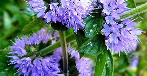 Pennyroyal Its 7 Properties And Health Benefits Yes Therapy Helps